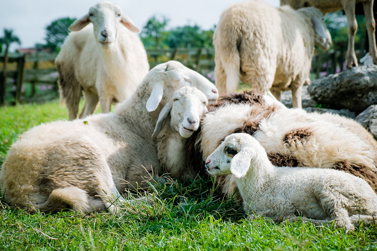 Inser’Ferme, c’est quoi ?